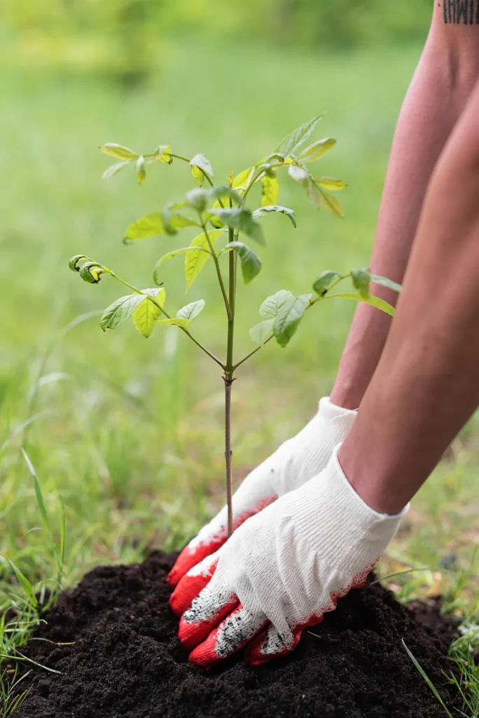 Handen met handschoenen planten een jonge plant in de grond